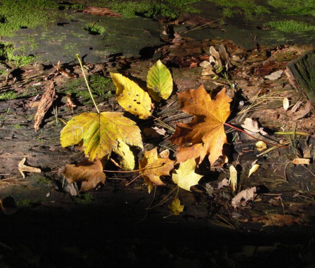 p1050040.jpg