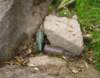 imgp0727_small.jpg