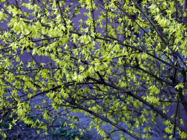 dscf0292.jpg