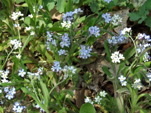 dscf0866.jpg