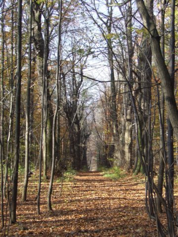 dscf2493.jpg