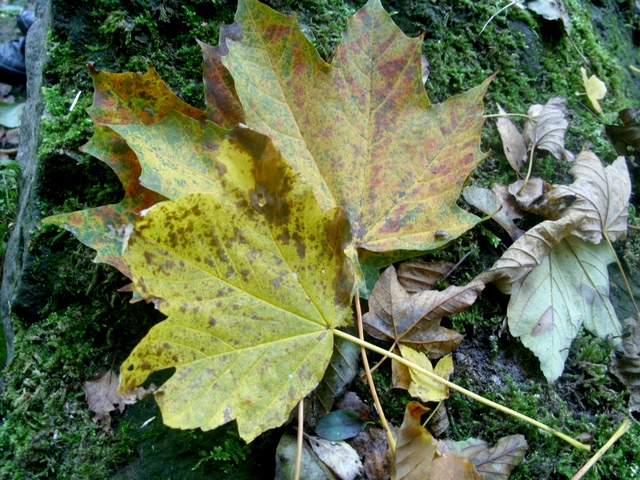SN850302.jpg