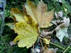 SN850302_small.jpg